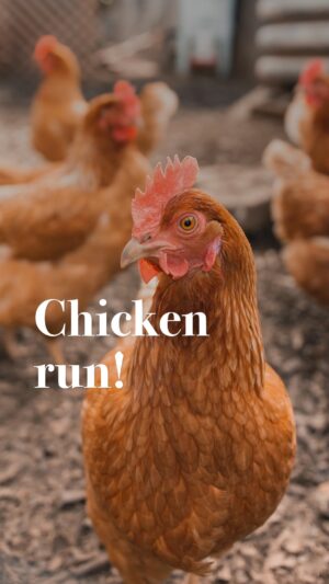 Adrian Grenier Instagram - In case you woke up this Monday wishing @adriangrenier could teach you how to build a chicken run, well today is your lucky day!
.
.
.
#earthspeed🌱 #chickenrun #life #farmlife #organic #nature #reels #fun #lifeonthefarm #sustainability #chickencoop #farming #working #farmhouse #mondaymotivation💪#farmland