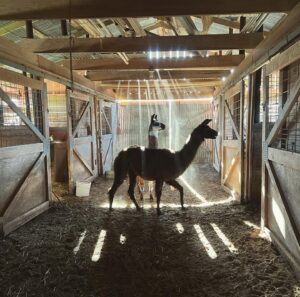 Adrian Grenier Instagram - Shrouded in sumptuous surrender, behold the Llama. 

#earthspeed  #llama