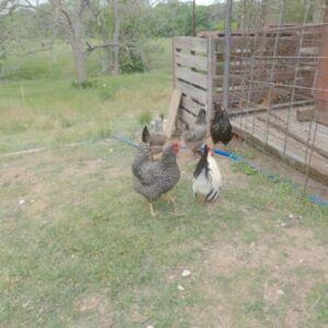 Adrian Grenier Instagram - If you know me, I’m a big fan of compost! I have a couple compost areas on the ranch.  One is a simple pile of food waste on the ground & the other I built out of old pallets that the chickens are taking care of - both very simple that you can do too! I’m here to encourage you to start your own at your house or to share the one you’re already using. ValuesCo, a company I’ve been advising for the past year has just launched a massive collective action campaign for the climate in partnership with TIME and Celo with 101 other partners like Kiss the Ground, NRDC, and The Nature Conservancy.

Starting your own compost is one of the 24 actions you can take in the campaign to better the climate. Each action you take earns you points that can be redeem for exclusive rewards and sweepstakes
Check out genzeroaction.com to explore the actions and rewards you can earn!