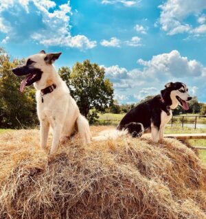 Adrian Grenier Instagram - Been waiting for this shot.  These girls Bijou & Akira, love to perch up here on the hay, but would never let me capture the moment. Well, now here’s the proof that they are adorable. #earthspeed #cute #adorablepuppy #animals #homesteading