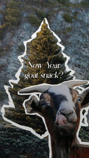 Adrian Grenier Instagram - So you’ve had your holiday tree up for a while now, and it’s time to start thinking about what to do with it. Here’s what we do on the Kintsugi Farm 🌲 🐐 😉
.
.
.
#christmas #christmastree #nowaste #zerowaste #zerowasteliving #goatsnack #goatlove