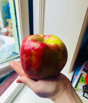 Agnes Born Instagram - Big apple! 
I just love autumn🍂
.
.
.
.
.
.
#gravenstein#bigapple#autumn#harvest#norwegianapple#october#apples#norskeepler#norskmat#høstmat#smellslikeheaven#picoftheday#norge#norway