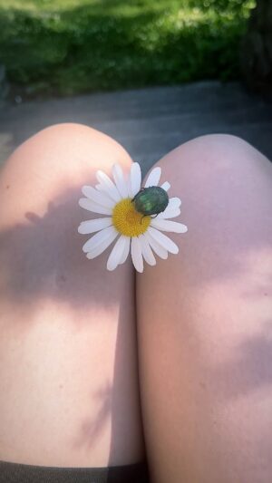 Agnes Born Instagram - Scarabaeoidea 🪲

#scarabidae#beautifulbugs#bello