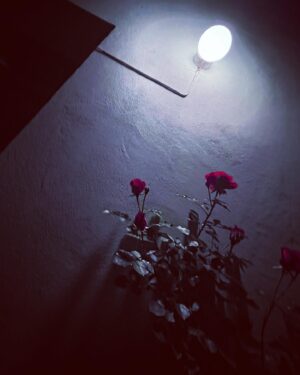 Agnes Born Instagram - 🌙🥀

.
.
.
.
.
.
#midnight#roses#bellanotte#backyard#beauty#nighttime#oslove#oslo