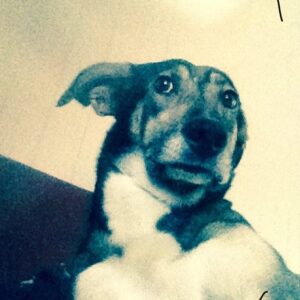 Agnes Born Instagram - Miss you so much, Selma ❤️
#mansbestfriend 

#unconditionallove#bestfriends#dog#soulmates#selma#friendship#hikingbuddy#furryfriends#husky#doglover#huskymix#settersofnorway#rip#restinpeace#missyou#friends#norway#nothernnorway#scandinavia#beautiful#paws#petsofinstagram