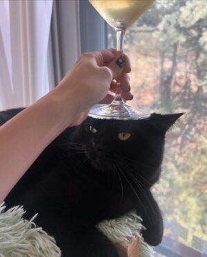 Ahn Chae-mi Instagram - Friday afternoon in the 🏠 

#리오 #catlife