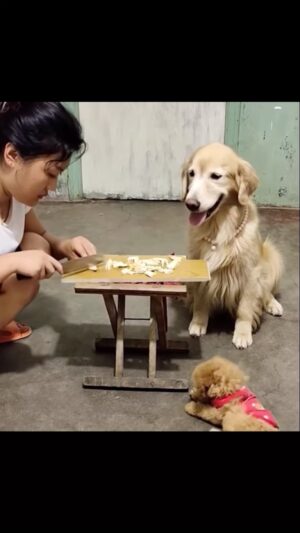 Ahoo Kheradmand Instagram - #motherhood #dogoftheday #dogsofinstagram #dog #doglover #protectanimals #photography #photooftheday #fashion #vancouver #paris #happymothersday