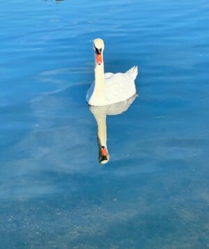 Aida Economu Instagram - zahăr pudră și mai ales vreau să precizez că nu cred în weekend 🦢