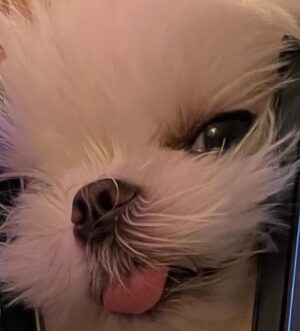 Ainsley Bailey Instagram - dogs are the best