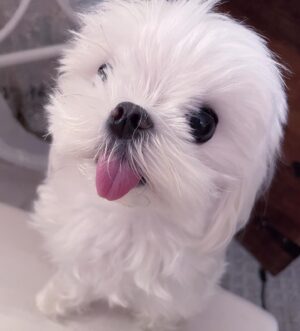 Ainsley Bailey Instagram - dogs are the best