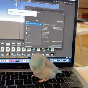 Aitana Rinab Perez Instagram - My sweet Panchito and I always share a birthday. Today would have been our birthday but sadly & surprisingly yesterday morning when I went to wake him up he had passed away. My heart is broken. I love you forever my little baby sidekick 💔 rip 🦜 thanks for being the best friend to always cheer me up. I’ll miss you so much