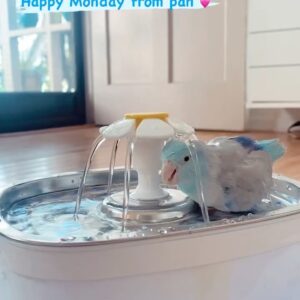 Aitana Rinab Perez Instagram - My sweet Panchito and I always share a birthday. Today would have been our birthday but sadly & surprisingly yesterday morning when I went to wake him up he had passed away. My heart is broken. I love you forever my little baby sidekick 💔 rip 🦜 thanks for being the best friend to always cheer me up. I’ll miss you so much