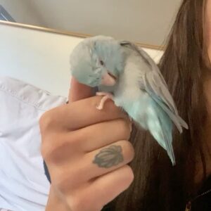 Aitana Rinab Perez Instagram - My sweet Panchito and I always share a birthday. Today would have been our birthday but sadly & surprisingly yesterday morning when I went to wake him up he had passed away. My heart is broken. I love you forever my little baby sidekick 💔 rip 🦜 thanks for being the best friend to always cheer me up. I’ll miss you so much