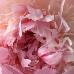 Aiysha Hart Instagram - If I had a peony for every...