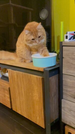 Akiyoshi Nakao Instagram - やばくない？水の飲み方。
手水って…
#猫#愛猫#cat