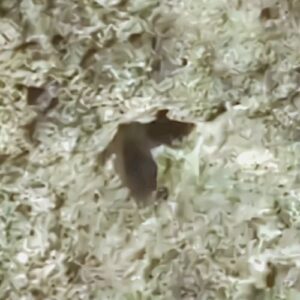 Alain Robert Instagram - Most people  dont understand  that climbing  the 1st 5.13d freesolo in the climbing history is  my true legacy.  Things I did in 1991 and before the internet but not only one route but fifteen in between 5.13bupto5.13d. But most interestingly is that I did all of that  after a terrible  accident  in 1982 that left  me permanently  disabled with 66% disability  that is mainly located  on my fingers , wrists and elbows but also my left internal ear that is making me suffering  from vertigo ever since . 
Feel free to comment  and even better on DM  as I can personalize my answers . 
#climbing #resilient #resilience #mindset #challenge #disability #adventure #climbinginspiration