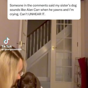 Alan Carr Instagram - We can not stop laughing at this gorgeous dog, Gil, sounding like @chattyman when he yawns 🙌🤣

Credit: @georginaanash on TikTok/@georginafairman & @drbecki_n on X/@becki.nash_ 

#ohmydogpodcast #alancarr #jackdee #seannwalsh #comedypodcasts #lifesabeach #germanshorthairedpointer