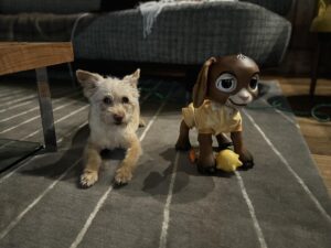 Alan Tudyk Instagram - Raisin (pictured above in hypoallergenic blonde) is so excited that Wish the animated movie featuring her favorite goat Valentino (pictured above in brown plastic)  is finally out today on Disney Plus!!!!.