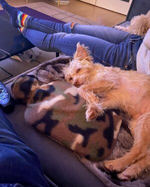 Alan Tudyk Instagram - Nothing better than a hot water bottle on a cold day especially if it is as big as you are. #Raisinisthebestdog #Raisinwillneverdie #immortalBestfriend