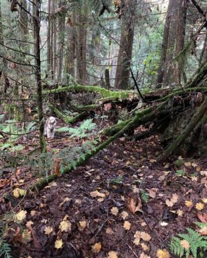 Alan Tudyk Instagram - Aunt Clara in the wilds of our favorite park, Stanley Park, Vancouver BC