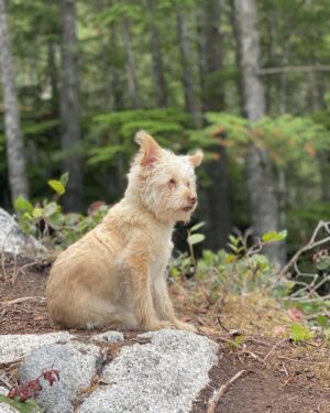 Alan Tudyk Instagram - Raisin climbed a mountain at 13. Such a bad bitch