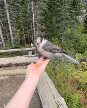 Alaska Leigh Instagram - ☼ what an absolutely glorious day ☼
• scroll ➡️ for the bluest water you have ever seen, the most ridiculous hike up a mountain (yes, I did that), animal friends and more! •
🌈🌎☘️🦋🍁☀️
#beautifulbc #joffrelakes #hikingadventures #hikebc #whistler #bcisbeautiful
