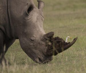 Alejandro Riaño Instagram - El Rinoceronte: Son animales que generalmente andan muy solos, son tranquilos y solitarios. Se les siente la  paz  y la sabiduría en su andar.

AHÍ LES VOLVÍ A DEJAR FOTOS EN MIS HISTORIAS QUE LOGRÉ CAPTAR HOY.