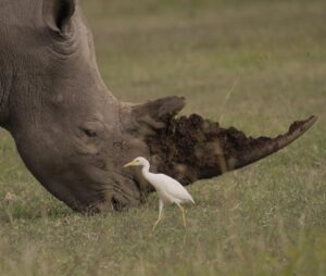 Alejandro Riaño Instagram - El Rinoceronte: Son animales que generalmente andan muy solos, son tranquilos y solitarios. Se les siente la  paz  y la sabiduría en su andar.

AHÍ LES VOLVÍ A DEJAR FOTOS EN MIS HISTORIAS QUE LOGRÉ CAPTAR HOY.
