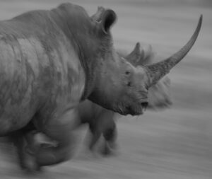 Alejandro Riaño Instagram - El Rinoceronte: Son animales que generalmente andan muy solos, son tranquilos y solitarios. Se les siente la  paz  y la sabiduría en su andar.

AHÍ LES VOLVÍ A DEJAR FOTOS EN MIS HISTORIAS QUE LOGRÉ CAPTAR HOY.