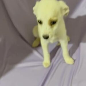 Álex Perea Instagram - Veo tantos videos de personas abandonando a sus perros y me da tanta rabia que existan personas tan cobardes y con cero empatía, afortunadamente existen personas también, que rescatan y ayudan a perritos en situación de calle. Bienvenida a la familia! Muchas gracias @adoptaunangelmascota #adoptanocompres 🐾✨🐶