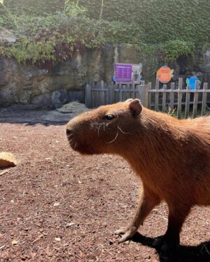 Alex the Astronaut Instagram - Taronga Conservation Society and Zoo let me come meet Pedro, Sanchez, Carlos, Guillermo and Rodney for my birthday and it was the best day of my life. Capybaras are all I care about now. I love these giant rat pigs. They are so cute and talented they can hold their breathe for five minutes and are as fast as a horse. Thank you Jacob for introducing me to your furry friends they are perfect in every way. The way Taronga protects some of the most vulnerable animals in our world makes me proud to have gone here since I was five. Go the capybaras @tarongazoo