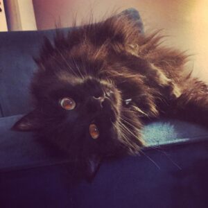 Alexandra Krosney Instagram - You were enigmatic, aggressively affectionate, elusive, beautiful, loving and surprisingly sweet. We were lucky to have 17 weird years with you, Lolita. If there’s a heaven for cats, I hope it has a big bed for you to hide under. You were by far the strangest woman I’ve ever been in a relationship with.