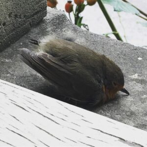 Alexandre Astier Instagram - Sauvé in extremis des griffes du chat, choqué, il matérialise le cauchemar de Guenièvre: sans bras, il bascule vers l'avant et tombe sur son bec.