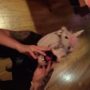Alexis Krauss Instagram - hi it’s me again…
i keep signing on to watch rizzy’s tribute reel and cry 😢
so grateful for all the photos and videos y’all have shared especially all the #tourpup memories. she was a member of the @sleighbells family since 2012. here are some of my favorite bus, backstage and day off moments.

thank you @ajfaber for sharing so many of these ❤️