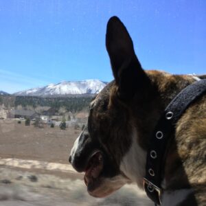 Alexis Krauss Instagram - hi it’s me again…
i keep signing on to watch rizzy’s tribute reel and cry 😢
so grateful for all the photos and videos y’all have shared especially all the #tourpup memories. she was a member of the @sleighbells family since 2012. here are some of my favorite bus, backstage and day off moments.

thank you @ajfaber for sharing so many of these ❤️