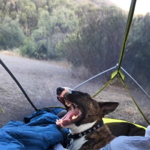 Alexis Krauss Instagram - Rest in peace my sweet baby girl. It’s hard to imagine my life without you. You brought us all so much joy. I hope you’re somewhere playing endless hours of creek fetch and dog hockey. My heart hurts so much, but I know you lived the best life and in the end you didn’t suffer.

Please share your memories of Rizzy below. DM me or text me photos.

Love you so so much my adventure pup. I promise to always soak up the sun, roll in the grass and eat all the apples for you.

❤️
