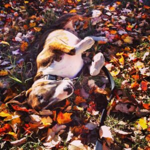 Alexis Krauss Instagram - Rest in peace my sweet baby girl. It’s hard to imagine my life without you. You brought us all so much joy. I hope you’re somewhere playing endless hours of creek fetch and dog hockey. My heart hurts so much, but I know you lived the best life and in the end you didn’t suffer.

Please share your memories of Rizzy below. DM me or text me photos.

Love you so so much my adventure pup. I promise to always soak up the sun, roll in the grass and eat all the apples for you.

❤️
