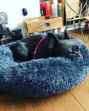 Alfie Allen Instagram - I sometimes worry he’s disappeared at nighttime... camouflaged Ata