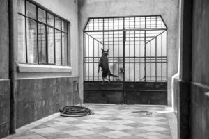 Alfonso Cuarón Instagram - ‪Borras al Aire ‬
‪Borras Flying‬ ‪Photo by @carlossomonte 
@romacuaron ‪#ROMACuarón ‬