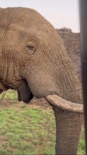 Alfonso Ribeiro Instagram - Something smells FUNNY! 🤣 An all new elephant-astic episode of @afvofficial starts tonight at 7/6c on ABC.
