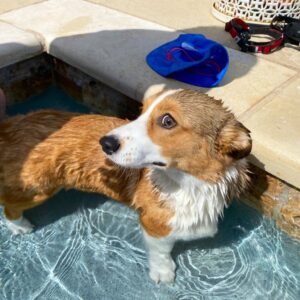 Alfredo Diaz Instagram - Two dads and their dog. Gabu’s first pool day!