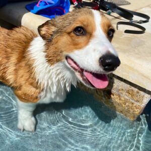 Alfredo Diaz Instagram - Two dads and their dog. Gabu’s first pool day!