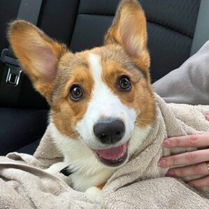 Alfredo Diaz Instagram - Gabu just wrapped up her first day of class. She was a loud bean and a little stubborn (typical Corgi), but she quickly focused and nailed her commands. Thank God we’ve been training her every day since we got her; I can't imagine the challenge if we didn't.