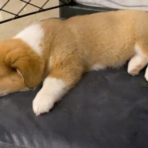 Alfredo Diaz Instagram - I just can’t. My heart! She’s probably dreaming about playtime with @JackieMButler.