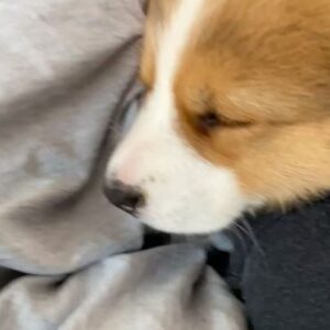Alfredo Diaz Instagram - The amount of love that @jackiembutler and I have for this little bean, there are no words. 🐶❤️