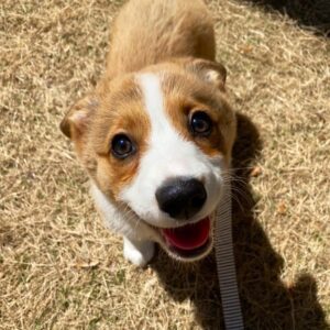 Alfredo Diaz Instagram - Hey @JackieMButler, I started leash training our daughter today. She did very well and received a ton of treats!