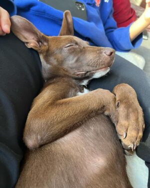 Ali Liebert Instagram - Currently over here obsessed with our boy Sabzi 🐕  we don't know his breed as his mama Molly was rescued by @peluditos_lamanzanilla when she was pregnant..but we have heard many suggestions! 
Lab - Doberman - Chihuahua - Xolo 
What do you think?
🐾🐾🐾
#SabziJoonKashLiebert 
#puppy #puppylove #rescue #rescuepups #xoloitzcuintle (?) @sabzijoonkashliebert