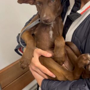 Ali Liebert Instagram - Currently over here obsessed with our boy Sabzi 🐕  we don't know his breed as his mama Molly was rescued by @peluditos_lamanzanilla when she was pregnant..but we have heard many suggestions! 
Lab - Doberman - Chihuahua - Xolo 
What do you think?
🐾🐾🐾
#SabziJoonKashLiebert 
#puppy #puppylove #rescue #rescuepups #xoloitzcuintle (?) @sabzijoonkashliebert