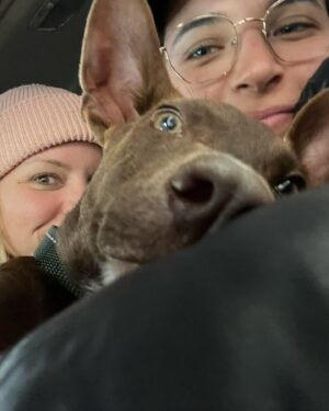 Ali Liebert Instagram - Currently over here obsessed with our boy Sabzi 🐕  we don't know his breed as his mama Molly was rescued by @peluditos_lamanzanilla when she was pregnant..but we have heard many suggestions! 
Lab - Doberman - Chihuahua - Xolo 
What do you think?
🐾🐾🐾
#SabziJoonKashLiebert 
#puppy #puppylove #rescue #rescuepups #xoloitzcuintle (?) @sabzijoonkashliebert