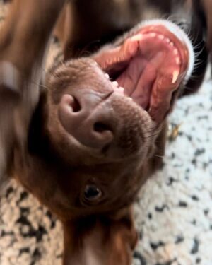 Ali Liebert Instagram - Currently over here obsessed with our boy Sabzi 🐕  we don't know his breed as his mama Molly was rescued by @peluditos_lamanzanilla when she was pregnant..but we have heard many suggestions! 
Lab - Doberman - Chihuahua - Xolo 
What do you think?
🐾🐾🐾
#SabziJoonKashLiebert 
#puppy #puppylove #rescue #rescuepups #xoloitzcuintle (?) @sabzijoonkashliebert